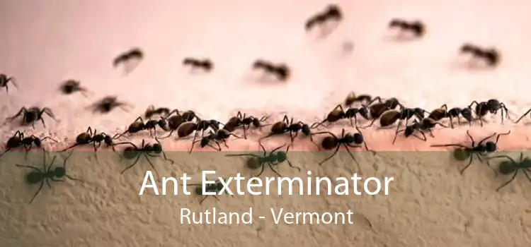 Ant Exterminator Rutland - Vermont