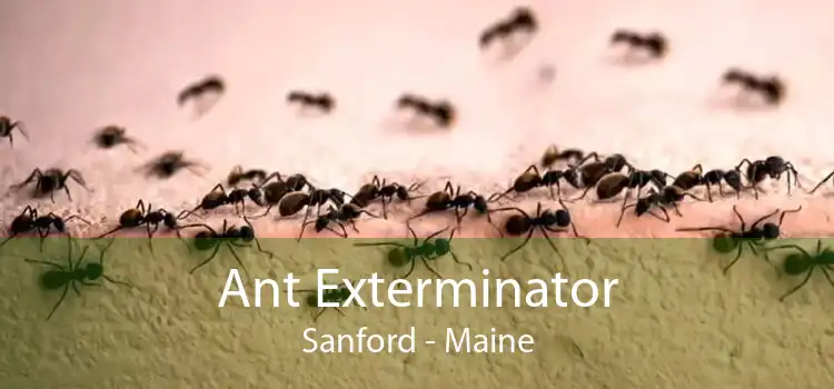 Ant Exterminator Sanford - Maine