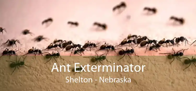 Ant Exterminator Shelton - Nebraska