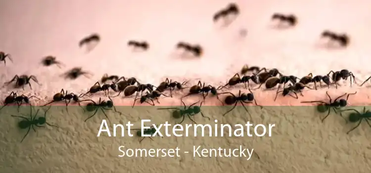 Ant Exterminator Somerset - Kentucky