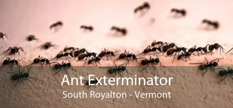 Ant Exterminator South Royalton - Vermont