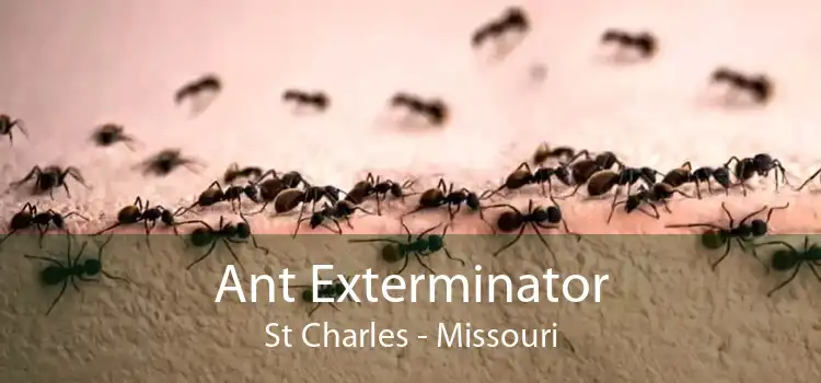 Ant Exterminator St Charles - Missouri