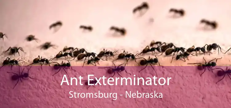 Ant Exterminator Stromsburg - Nebraska