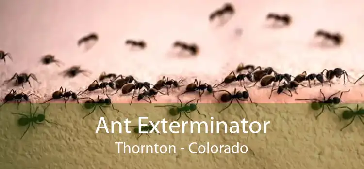 Ant Exterminator Thornton - Colorado