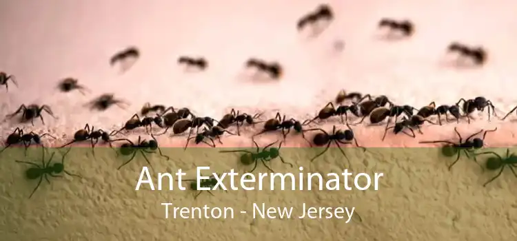 Ant Exterminator Trenton - New Jersey