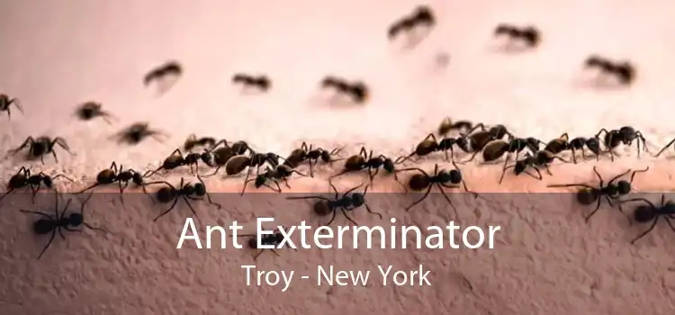 Ant Exterminator Troy - New York