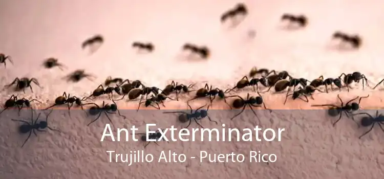 Ant Exterminator Trujillo Alto - Puerto Rico