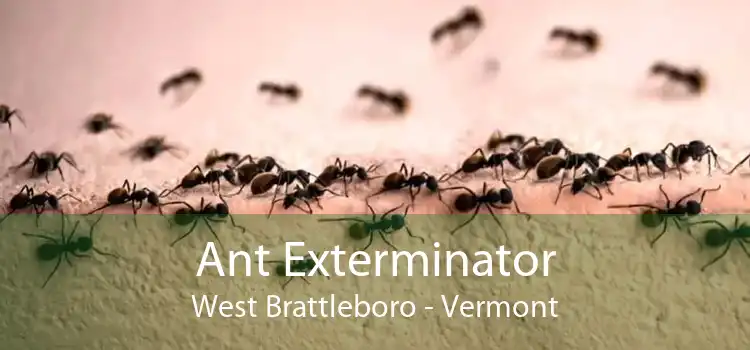 Ant Exterminator West Brattleboro - Vermont