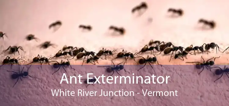 Ant Exterminator White River Junction - Vermont