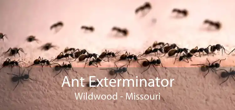 Ant Exterminator Wildwood - Missouri