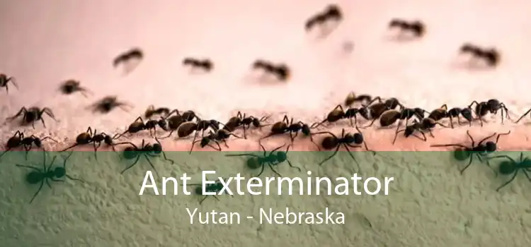 Ant Exterminator Yutan - Nebraska