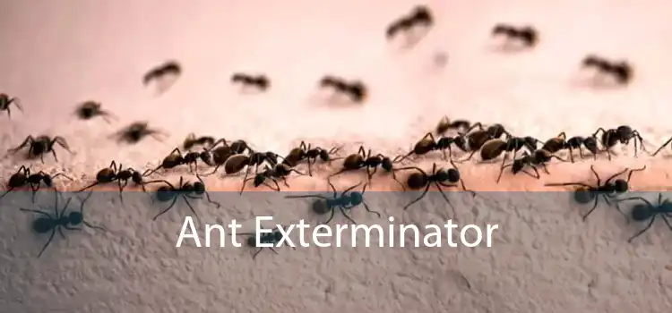 Ant Exterminator 