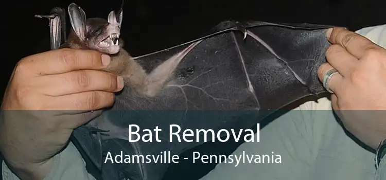 Bat Removal Adamsville - Pennsylvania