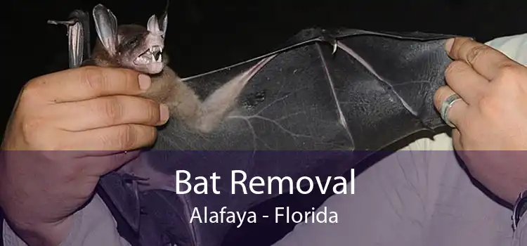 Bat Removal Alafaya - Florida