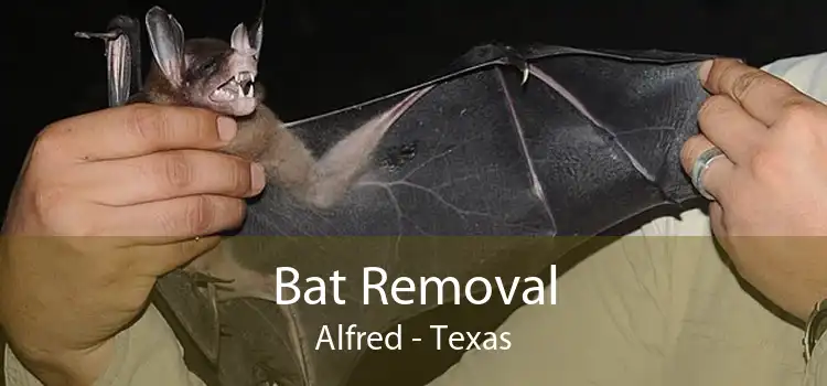 Bat Removal Alfred - Texas