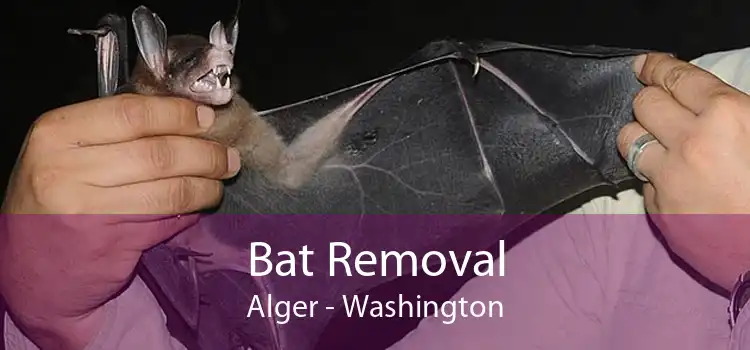 Bat Removal Alger - Washington