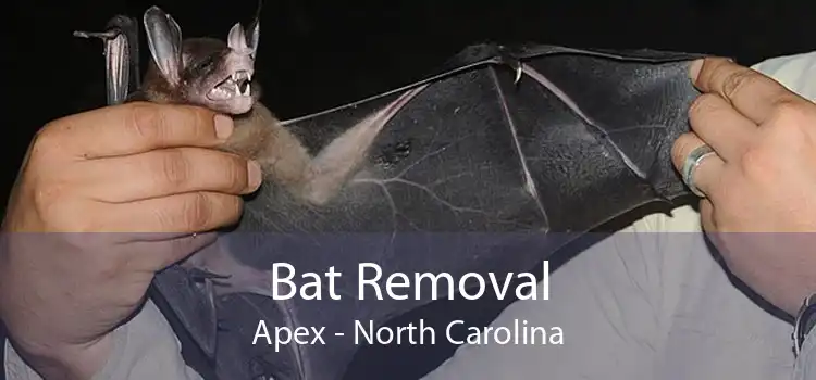 Bat Removal Apex - North Carolina