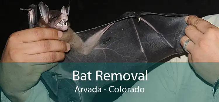 Bat Removal Arvada - Colorado