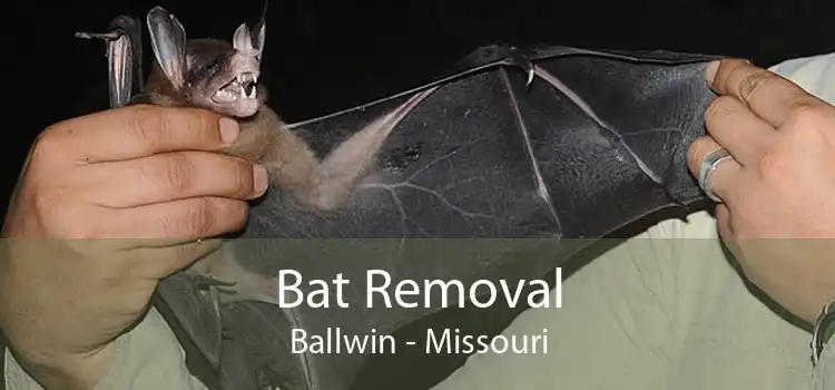 Bat Removal Ballwin - Missouri