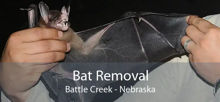 Bat Removal Battle Creek - Nebraska