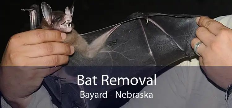Bat Removal Bayard - Nebraska