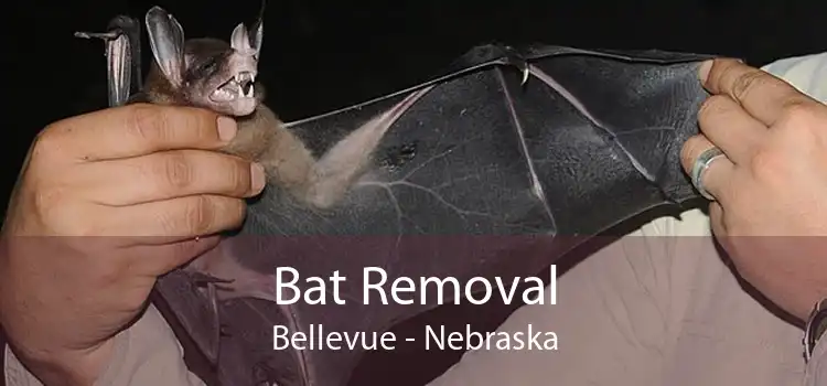 Bat Removal Bellevue - Nebraska