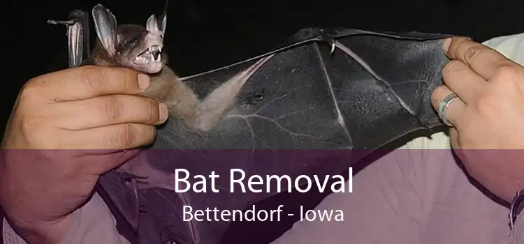 Bat Removal Bettendorf - Iowa