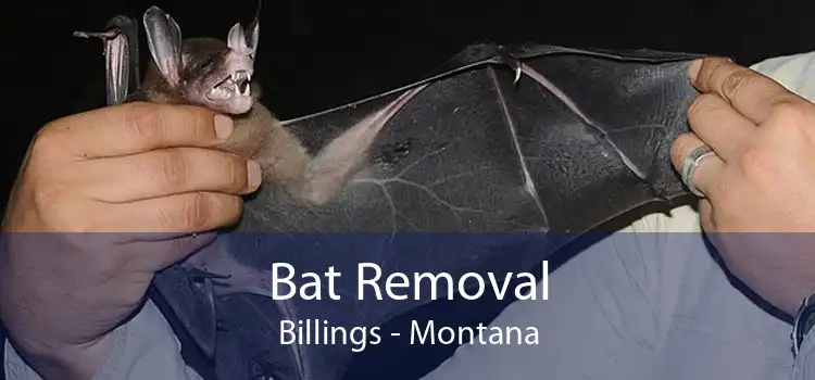Bat Removal Billings - Montana