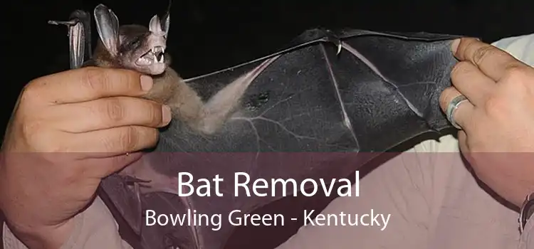Bat Removal Bowling Green - Kentucky