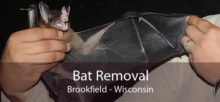 Bat Removal Brookfield - Wisconsin