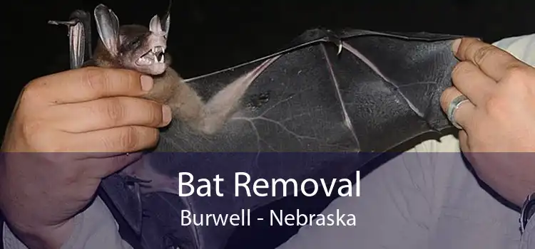 Bat Removal Burwell - Nebraska