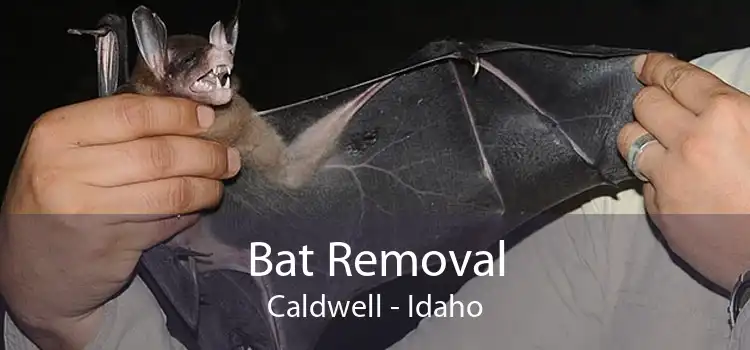 Bat Removal Caldwell - Idaho
