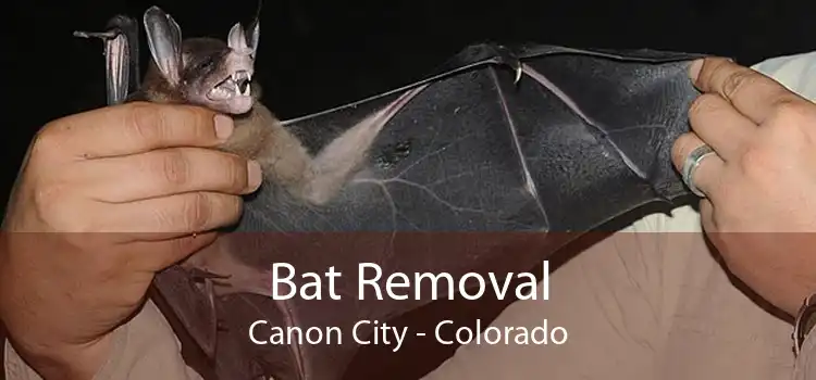 Bat Removal Canon City - Colorado