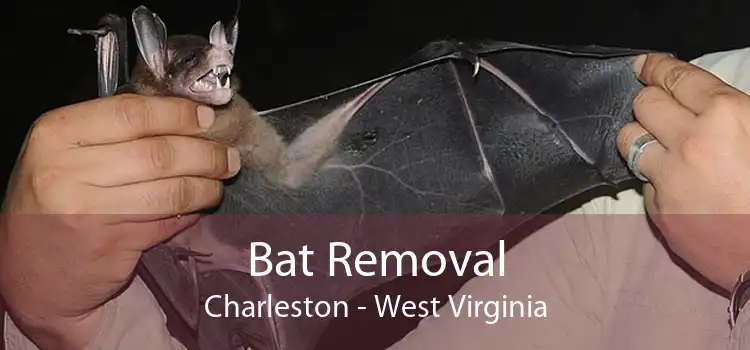 Bat Removal Charleston - West Virginia