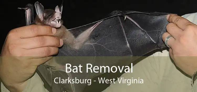 Bat Removal Clarksburg - West Virginia