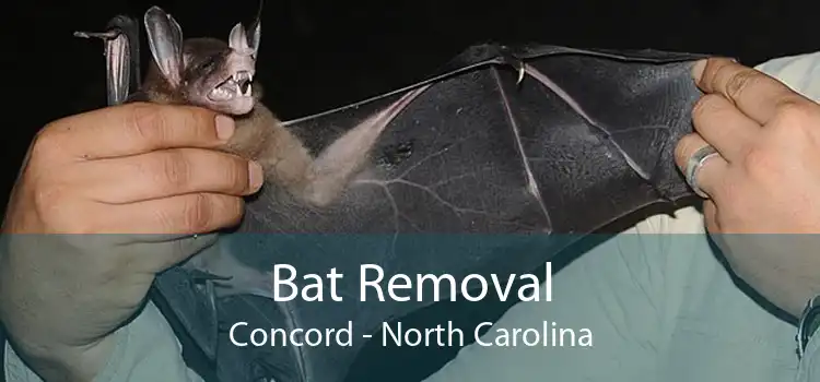 Bat Removal Concord - North Carolina