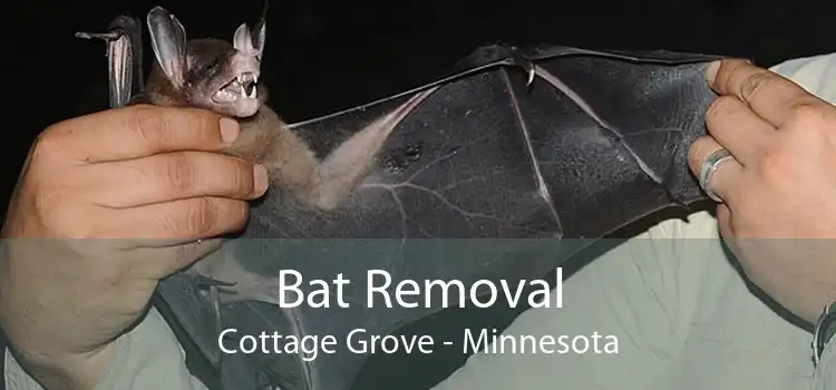 Bat Removal Cottage Grove - Minnesota