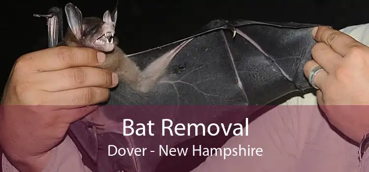 Bat Removal Dover - New Hampshire