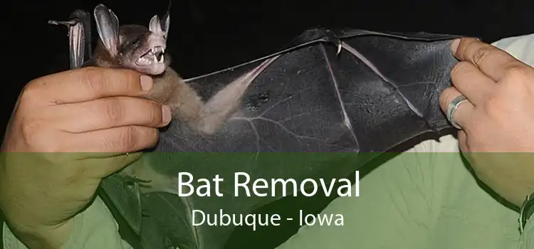 Bat Removal Dubuque - Iowa