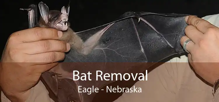 Bat Removal Eagle - Nebraska
