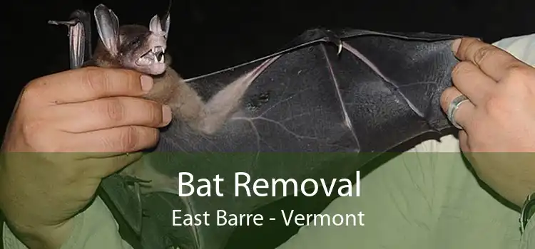 Bat Removal East Barre - Vermont