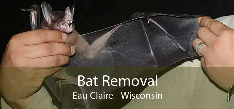Bat Removal Eau Claire - Wisconsin