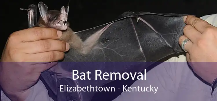 Bat Removal Elizabethtown - Kentucky
