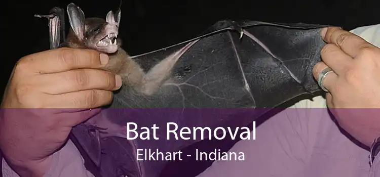 Bat Removal Elkhart - Indiana
