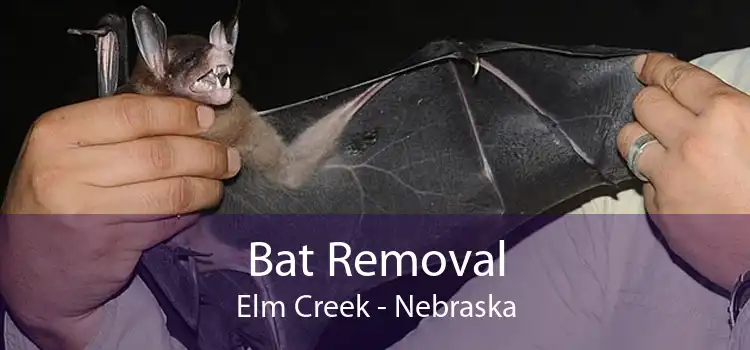Bat Removal Elm Creek - Nebraska