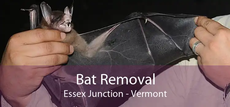 Bat Removal Essex Junction - Vermont