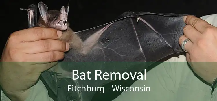 Bat Removal Fitchburg - Wisconsin