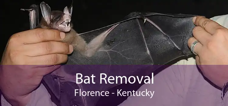 Bat Removal Florence - Kentucky