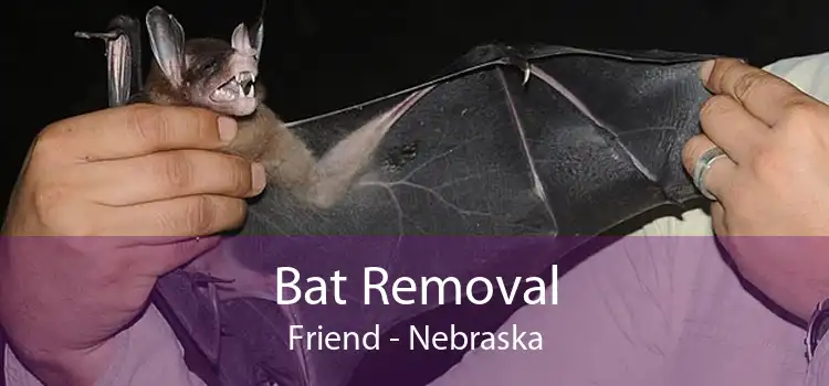 Bat Removal Friend - Nebraska