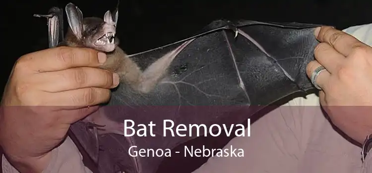 Bat Removal Genoa - Nebraska